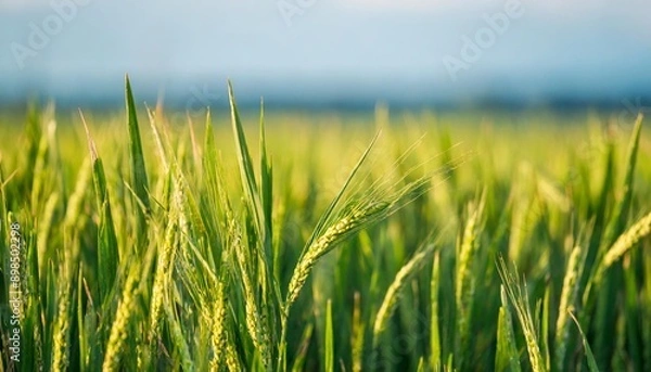 Fototapeta Summer wheat field panorama countryside, Agriculture. paddy's rice terraces and sky