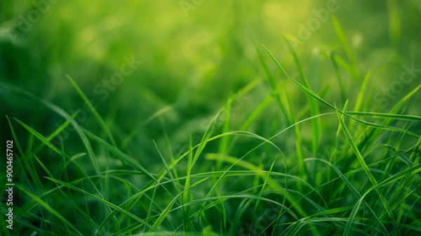 Fototapeta Background with green grass , the background is a little blurred