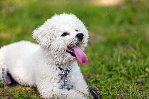 Fototapeta bichon in the park