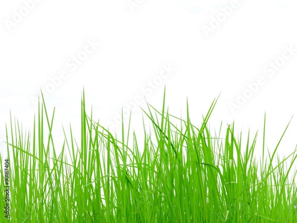 Fototapeta Fresh spring green grass isolated on white background