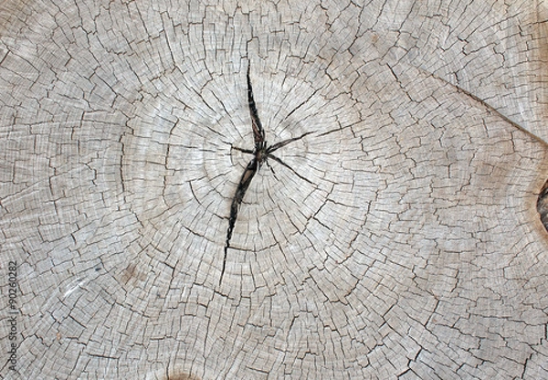 Fototapeta Top view of an old gray texture of a tree trunk