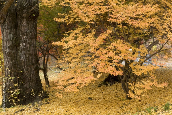 Fototapeta 信州大町霊松寺の紅葉