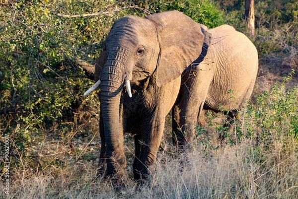 Fototapeta African elephant