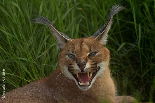 Fototapeta Handsome caracal wild cat or African lynx