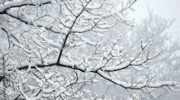 Fototapeta Close up photo of bare tree branches covered in white snow on a frosty winter day