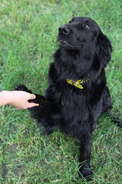 Fototapeta Portrait of big black dog giving paw over green grass background