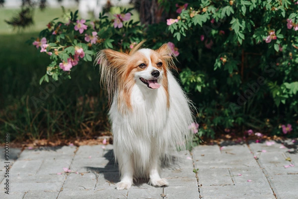 Fototapeta small red and white papillon dog, or Continental Toy Spaniel, sitting under rosier in sunny summer day, dogwalking concept