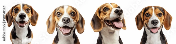 Fototapeta set of A beagle dog with a playful expression, Dog Displaying, Playful Dog, Dog Exhibiting, Cheerful Dog, Dog Showing, Playful Dog Posing, Dog Radiating, Dog with, on a transparent backgrounds