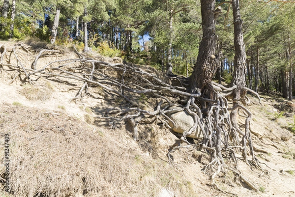 Fototapeta Tree roots