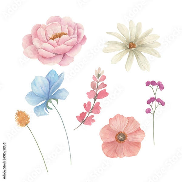 Fototapeta Watercolor floral set with peony, anemone and wildflowers. Hand drawn isolated  illustration. Vintage botanical plant