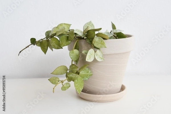 Fototapeta Hoya krohniana Eskimo, vining houseplant with silver and green leaves. Isolated on a white background. Landscape orientation. 