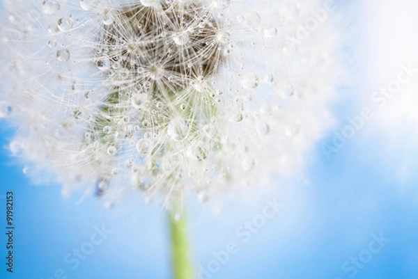 Fototapeta dandelion macro