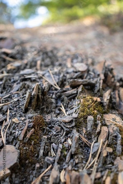 Fototapeta Close-Up of Rotting Tree Trunk with Moss