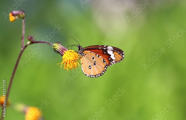 Fototapeta Yellow butterfly fly in morning nature.