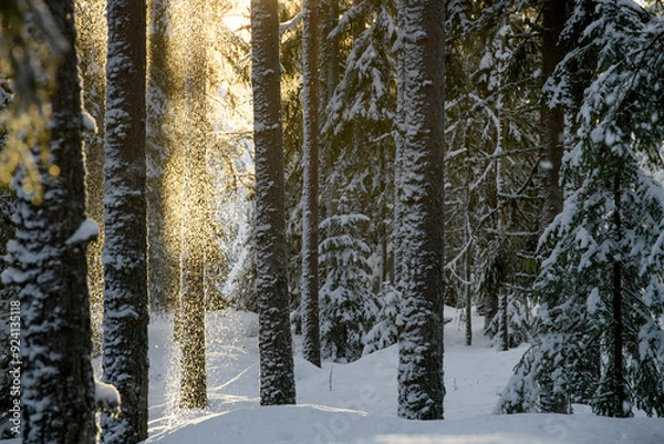 Fototapeta Forest in winter wonderland