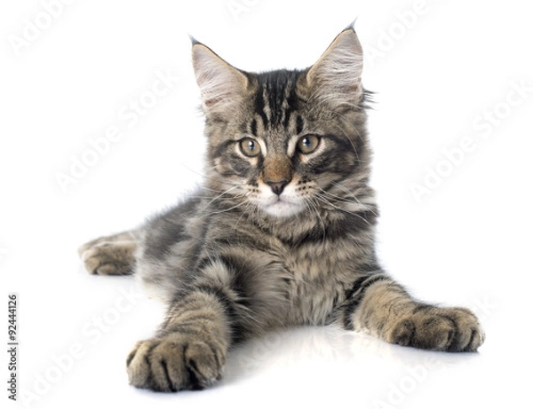 Fototapeta maine coon kitten