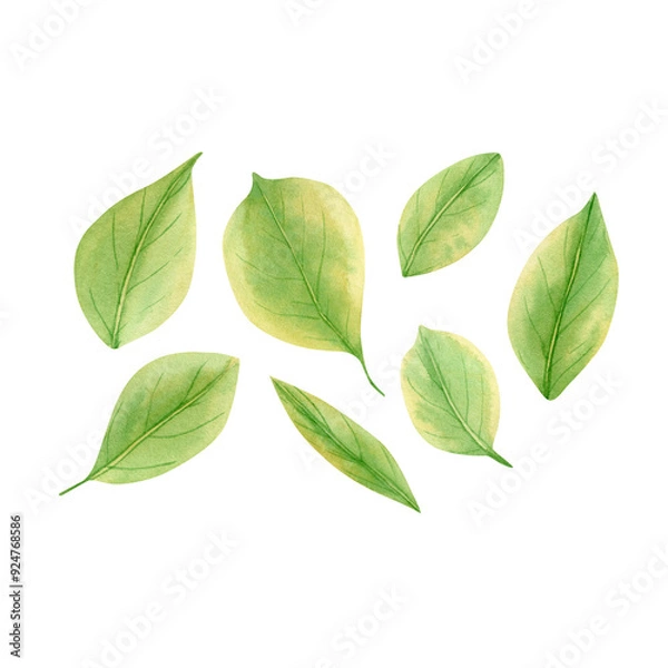 Fototapeta Lemon leaf collection. Watercolor botanical illustration with green lemon leaves set