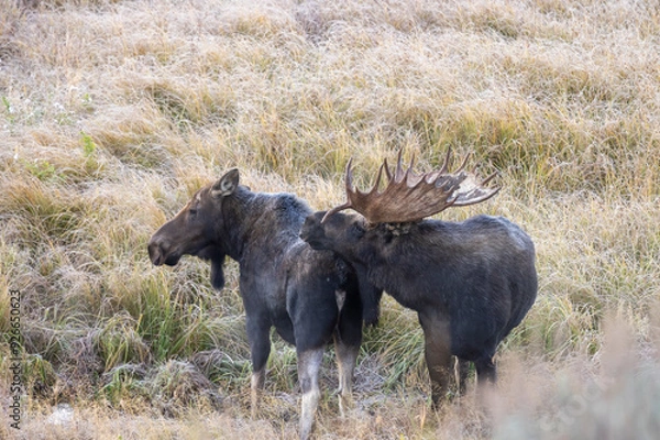 Fototapeta Bull and Cow Moose in the Rut in Autumn in Wyoming