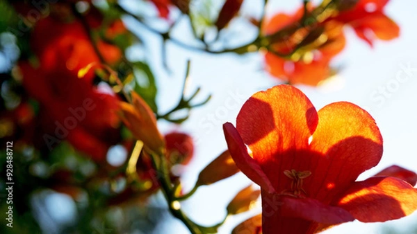 Fototapeta Trumpet flowers in the garden
