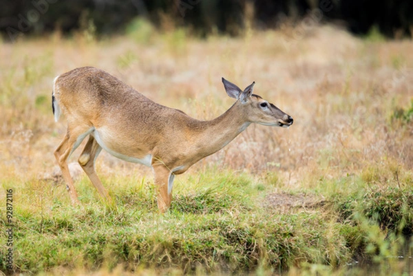 Fototapeta White-tailed Deer