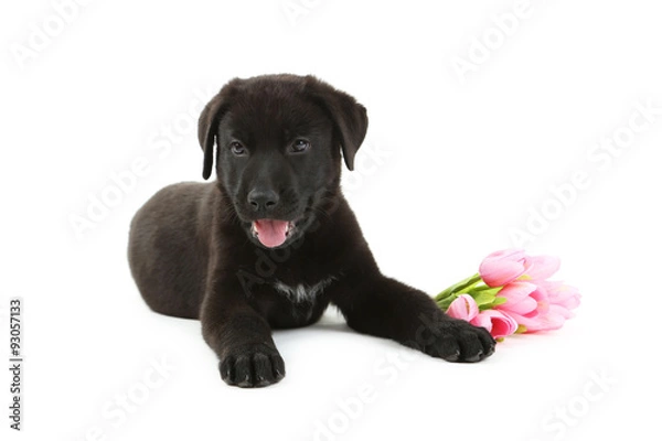 Fototapeta Beautiful black labrador puppy with flowers isolated on a white