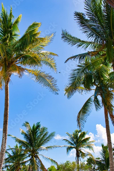 Fototapeta Tropical natural mexican palm trees with coconuts and blue sky background at Tulum ruins archeological site in Tulum Mexico.