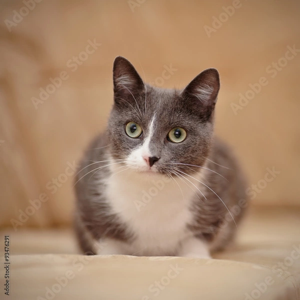 Fototapeta Smoky-gray domestic cat.