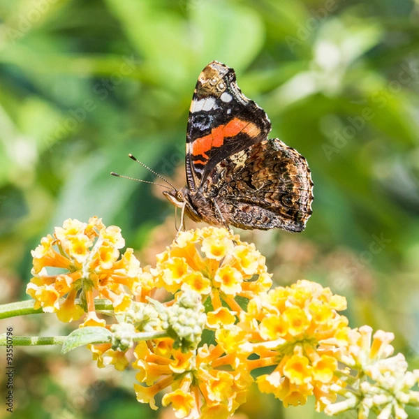 Fototapeta Underwing Admiral