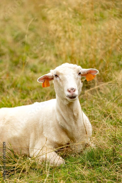 Fototapeta Shorn sheep with ear tags resting in a grassy field, calmly observing the surroundings