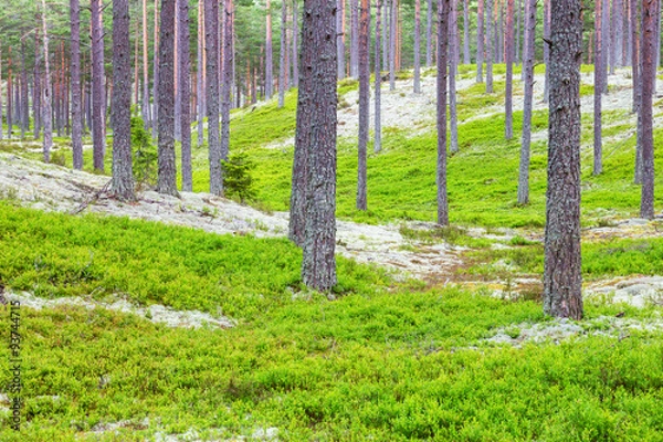 Fototapeta Pine Tree forest with a blueberry bush