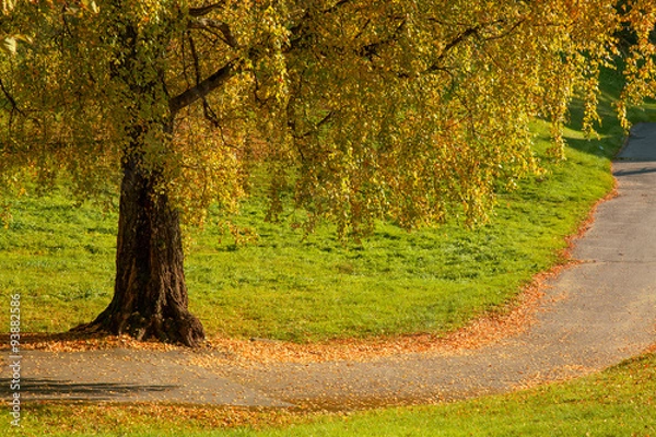 Fototapeta Autumn birch tree with yellow leaves in the park