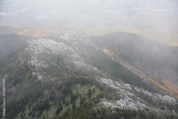 Fototapeta 四阿山の山肌に広がる霧氷