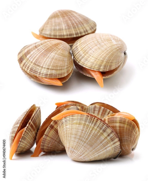 Fototapeta Clams on a white background