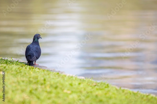 Fototapeta Pigeon bird near water at lake or pond.