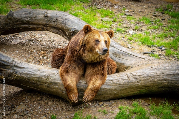 Fototapeta brown bear in zoo