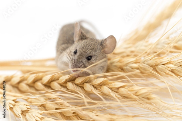 Fototapeta Mouse on wheat