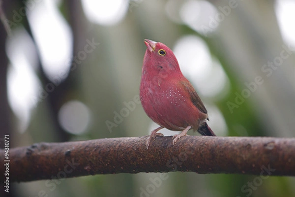 Fototapeta Male Red-billed Firefinch on tree branch