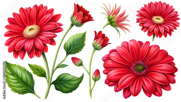 Fototapeta Set of flower clipart: red flowers and gerbera buds. Botanical illustration is perfect for invitations, cards, prints, packaging and more.