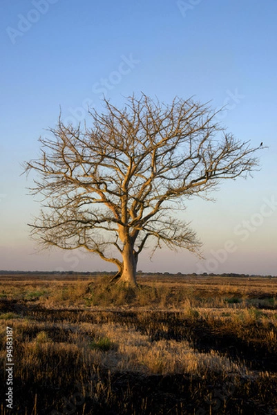 Fototapeta Dramatic Light Over the Dead Tree in the field 