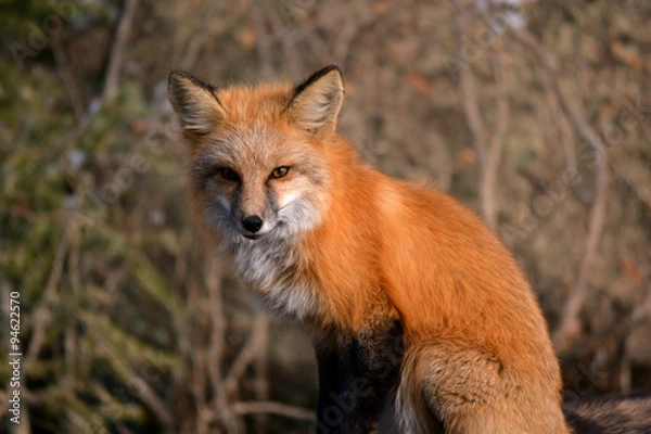 Obraz Red Fox in the Woods