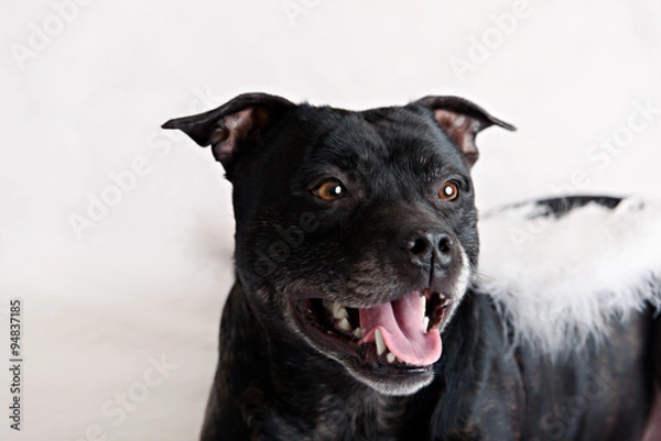 Obraz American Staffordshire Terrier head portrait