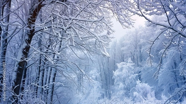 Fototapeta Winter forest wallpaper