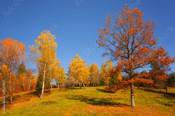 Fototapeta Lovely countryside trees with autumn colorful leaves at sunlight. Lovley autumn seasonal colorful leaves in countryside landscape.