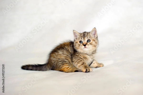 Fototapeta Kitten playing, small kitten brindle coat color, striped baby British tabby kitten, pet, cute kitten, a family friend.