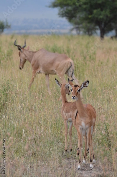 Fototapeta gazzelle nel parco Serengeti in tanzania africa
