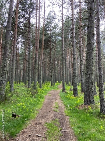 Fototapeta path in the woods