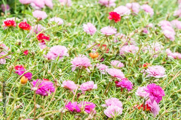 Fototapeta Pusley flower(Portulaca oleracea)