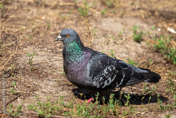 Fototapeta A pigeon is standing on the ground in a field