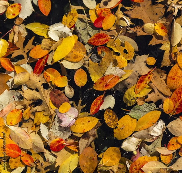 Fototapeta Fall Leaves Background - floating in water