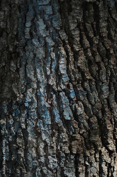 Fototapeta Oak bark